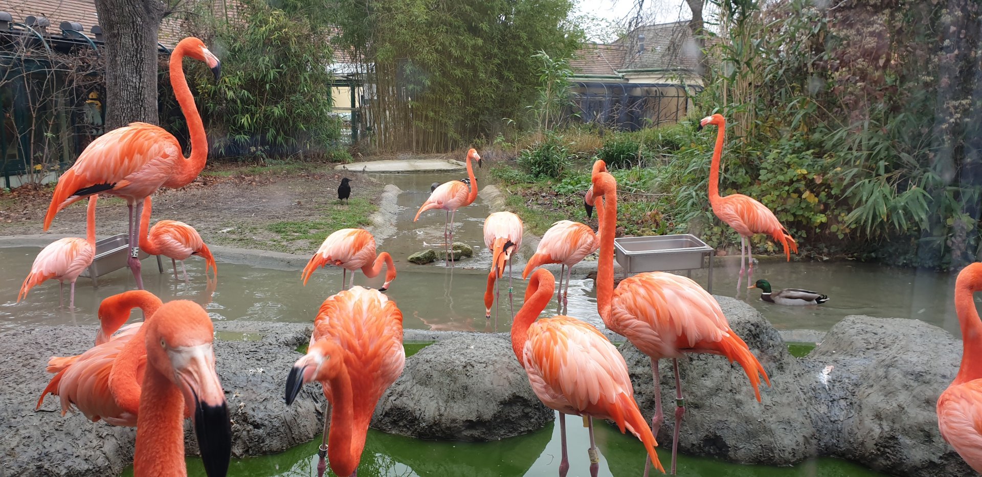 Caribbean flamingo