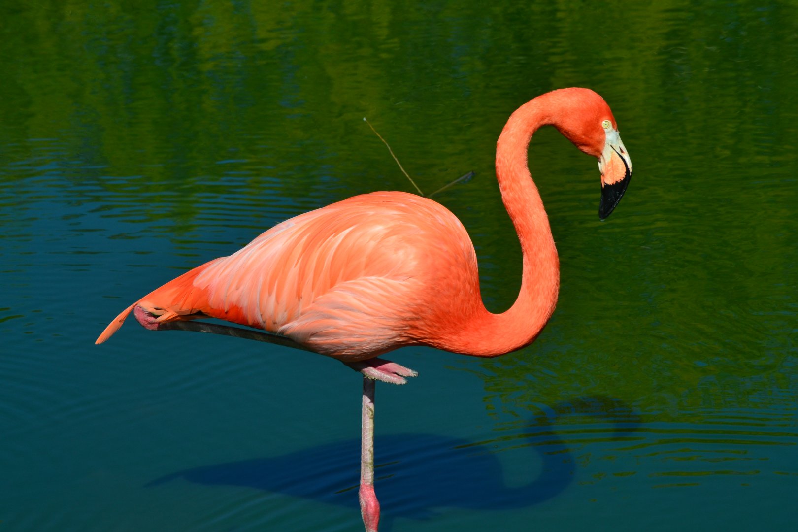 Caribbean Flamingo