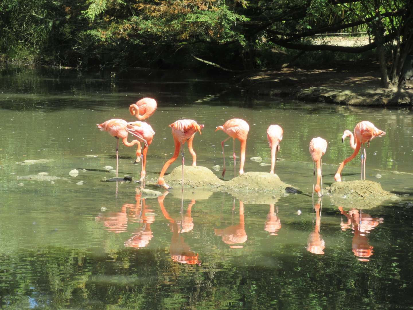Caribbean Flamingo