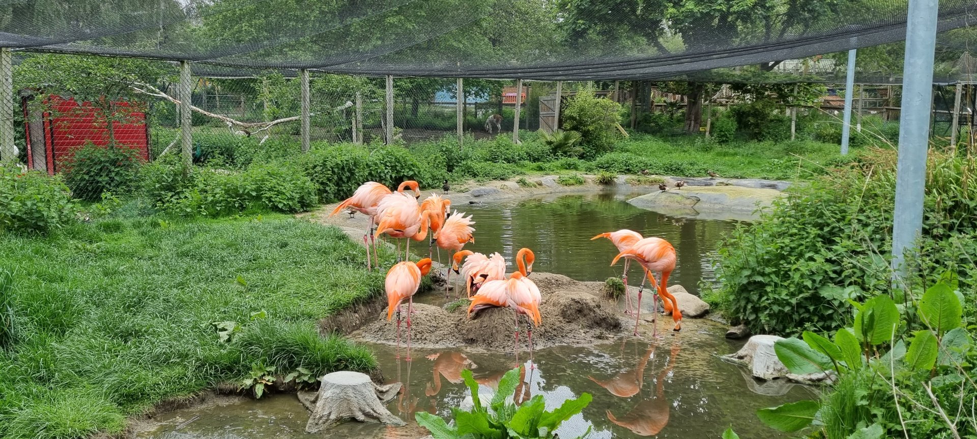 Caribbean flamingo