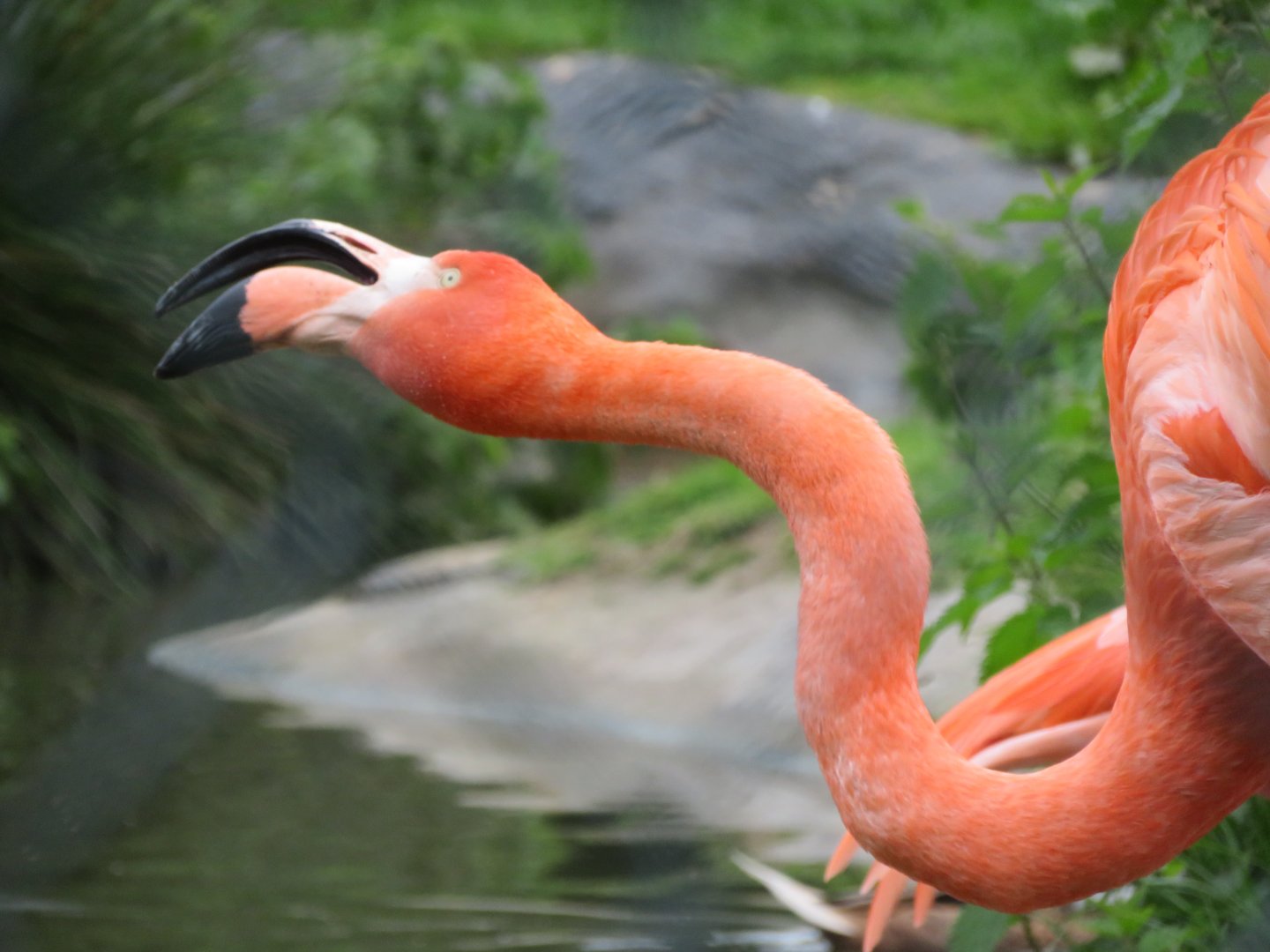 Caribbean flamingo