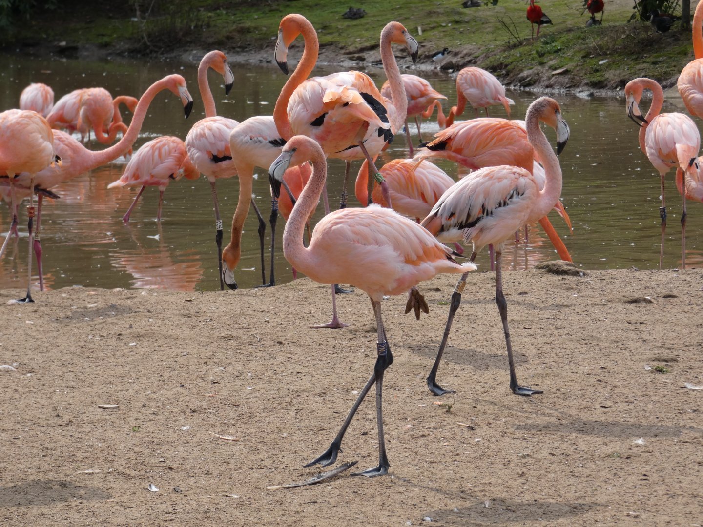 Caribbean flamingo