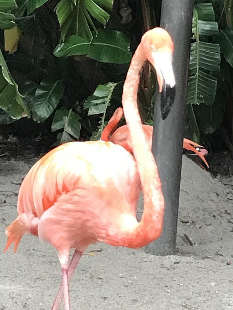 Caribbean flamingo