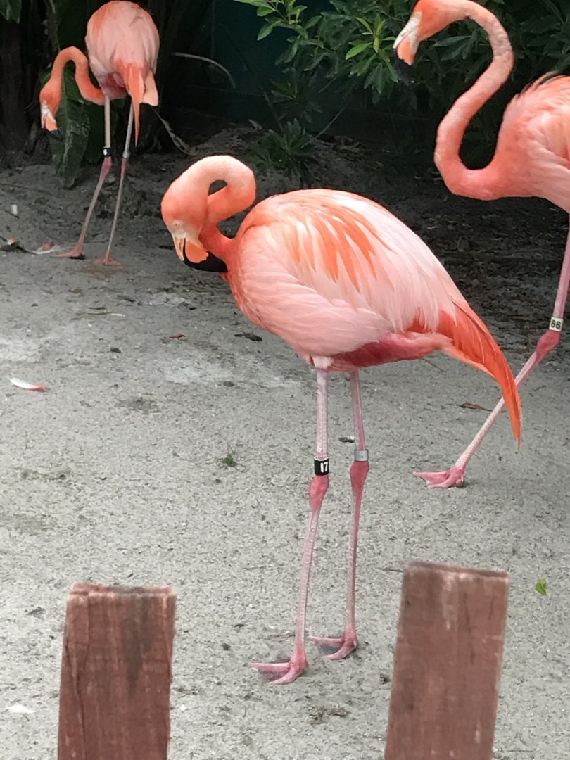 Caribbean flamingo