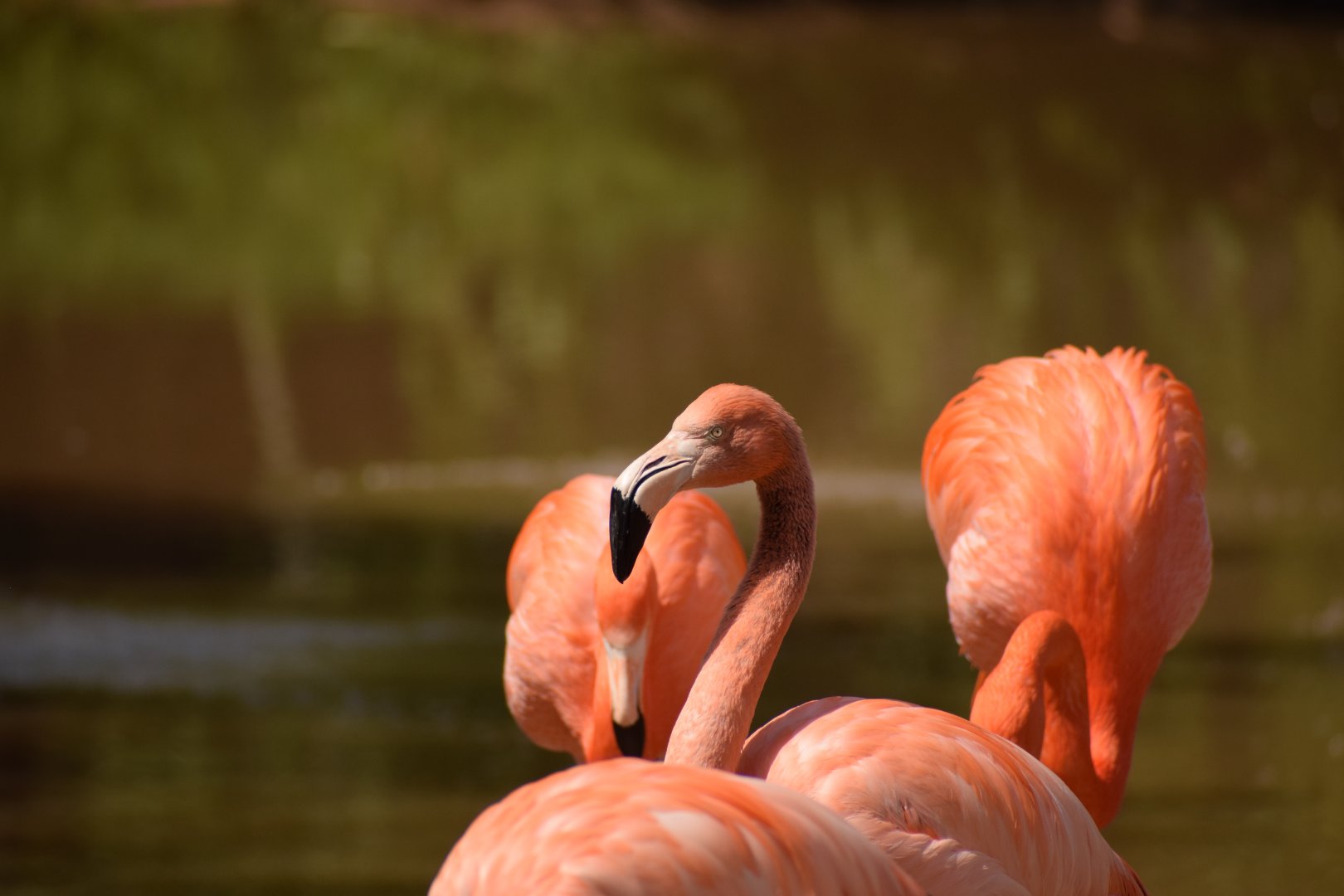 Caribbean Flamingo