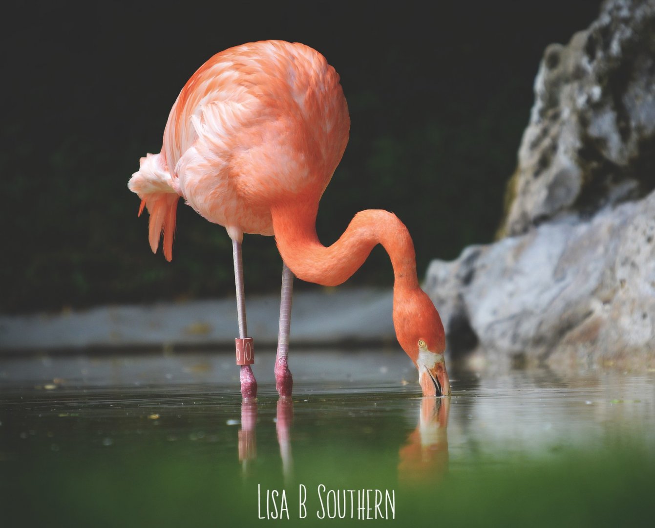 Caribbean flamingo