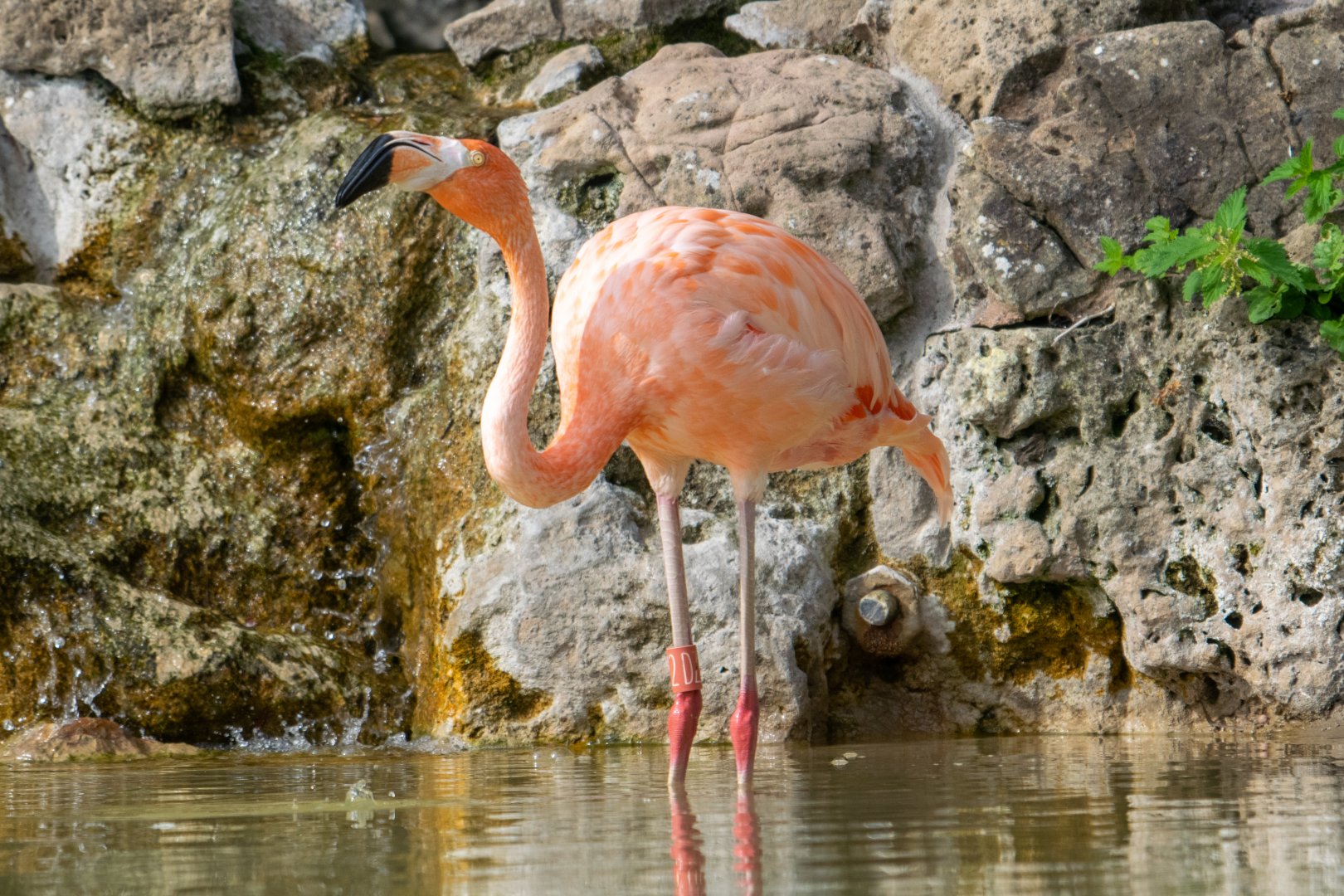 Caribbean Flamingo