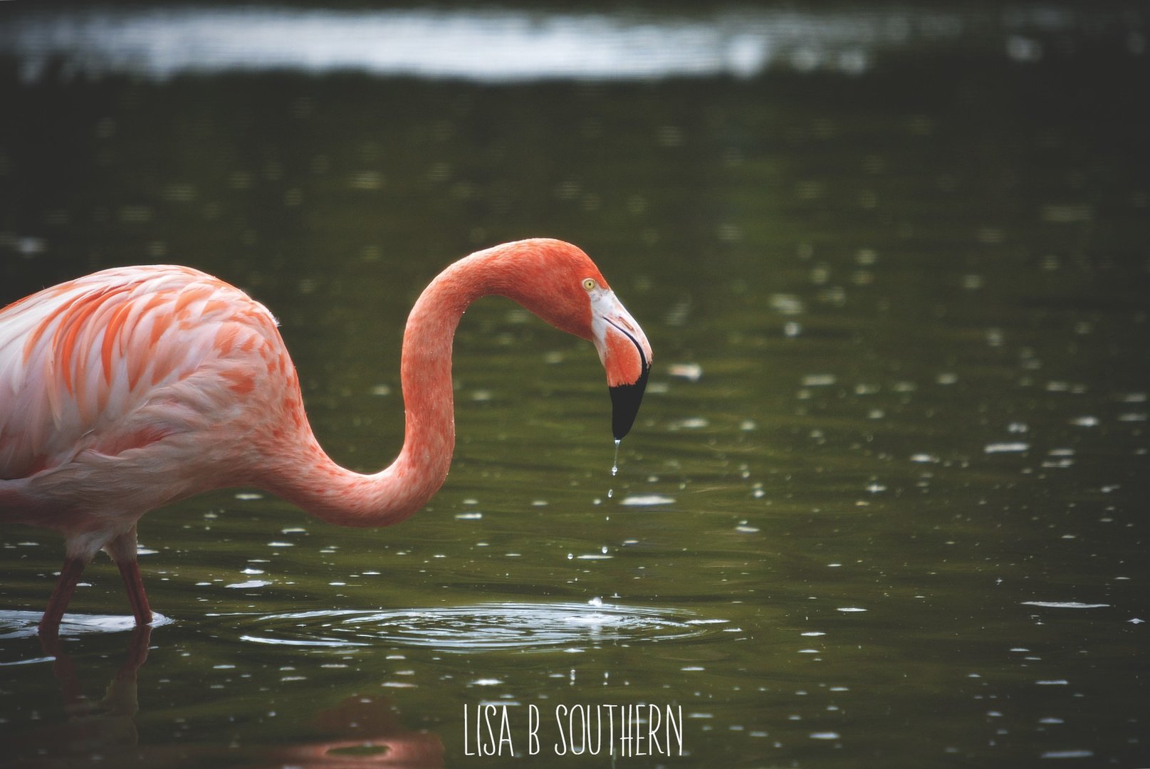 Caribbean flamingo