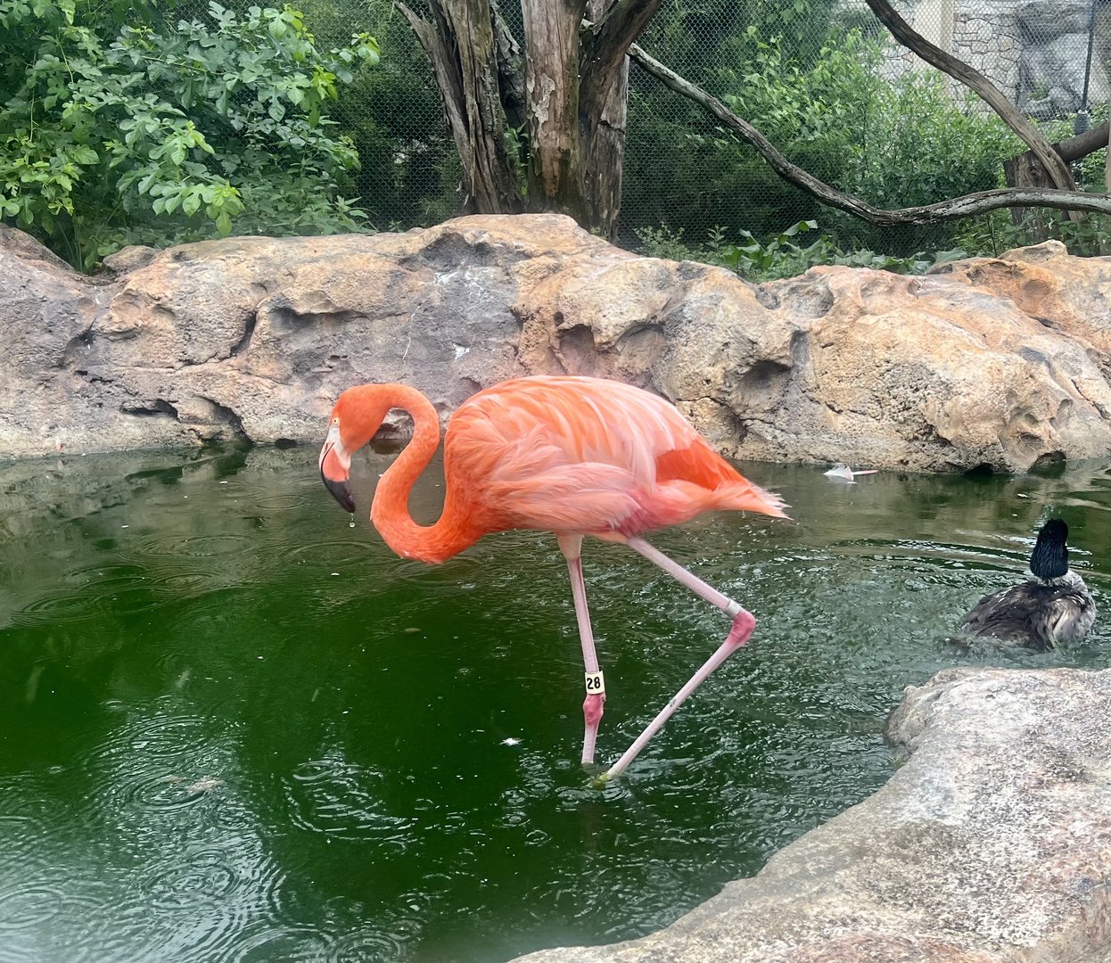 Caribbean Flamingo