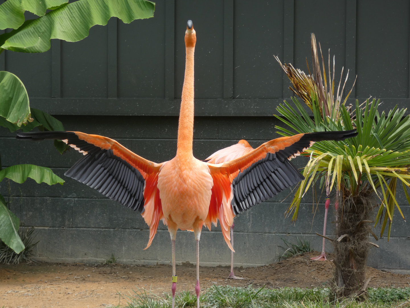 Caribbean Flamingo