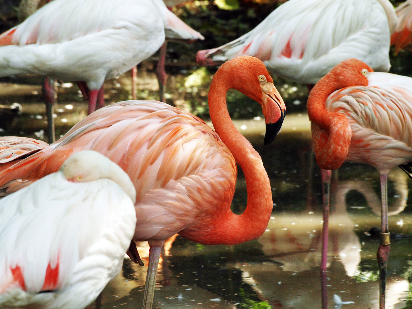 Caribbean flamingo