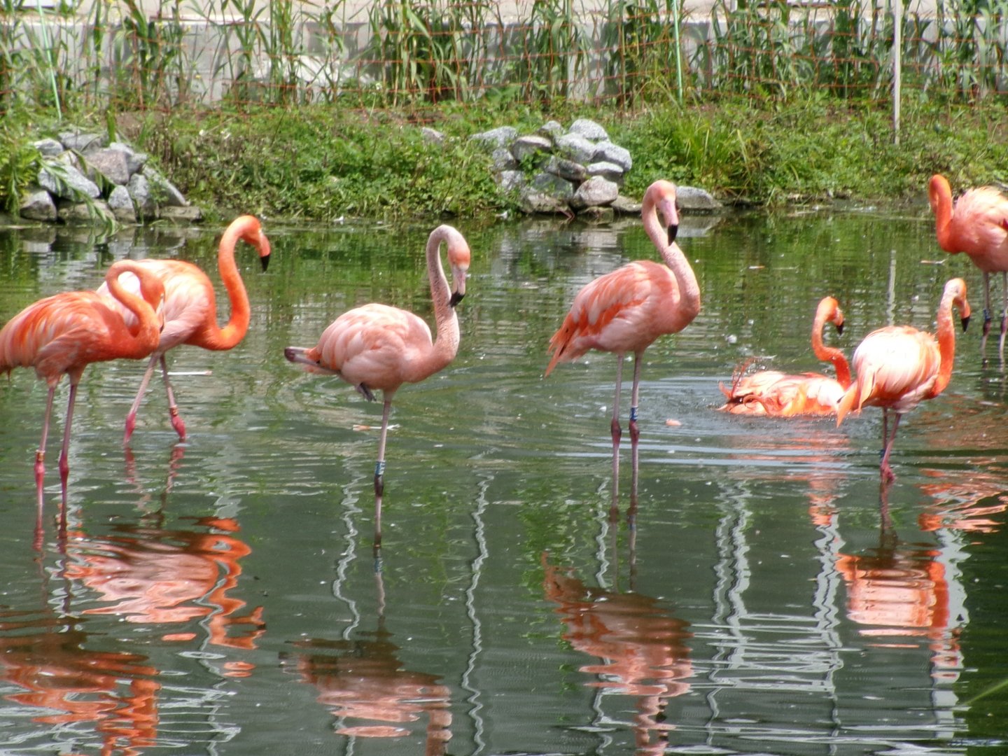 Caribbean flamingo