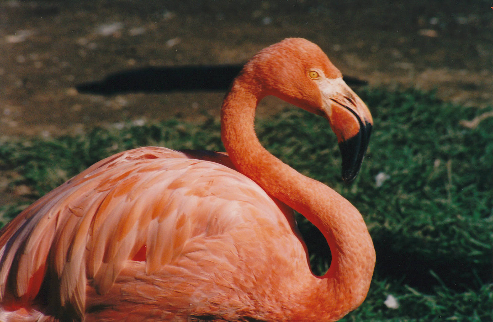 Caribbean flamingo