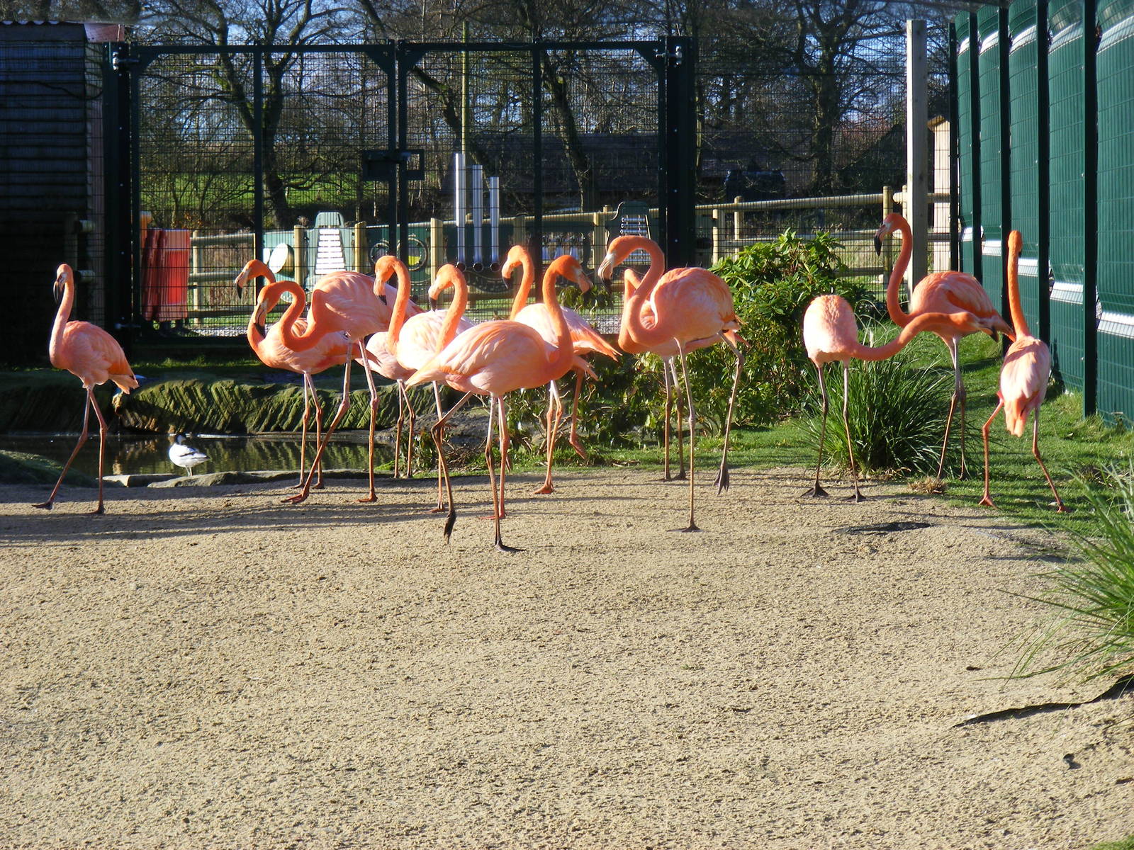 Caribbean flamingoes at Blackbrook Zoo, 13 November 2010