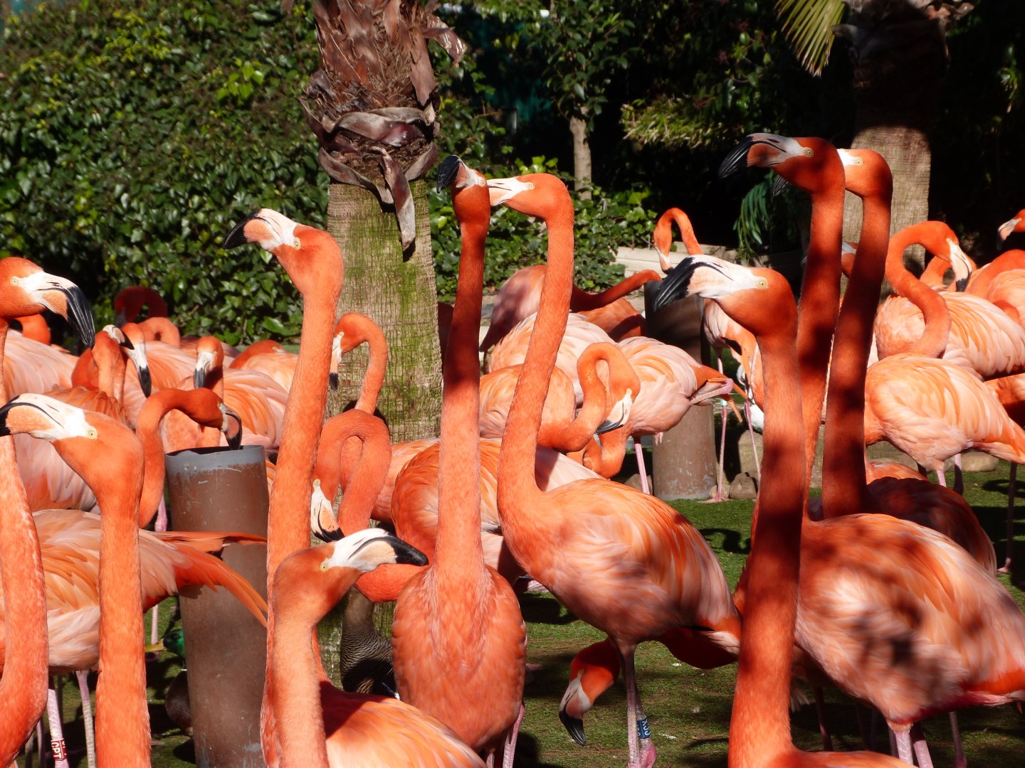 Caribbean flamingoes -Faunia (2025)