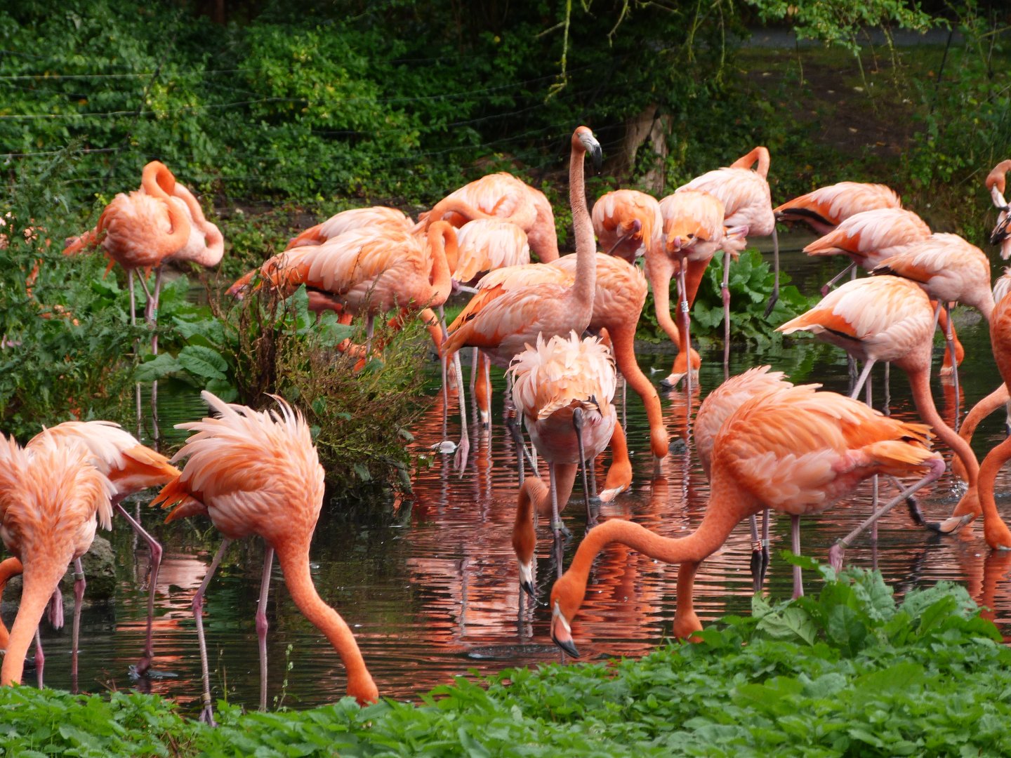 Caribbean flamingoes -Tierpark Berlin (2024)