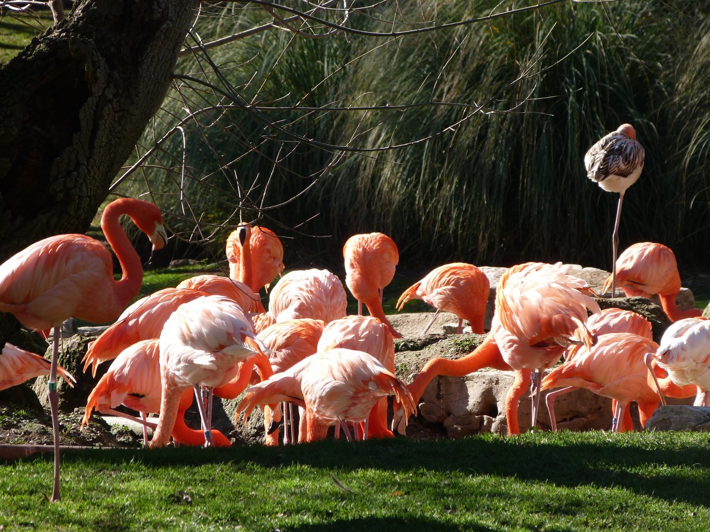 Caribbean flamingoes -Zoo Aquarium de Madrid (2025)