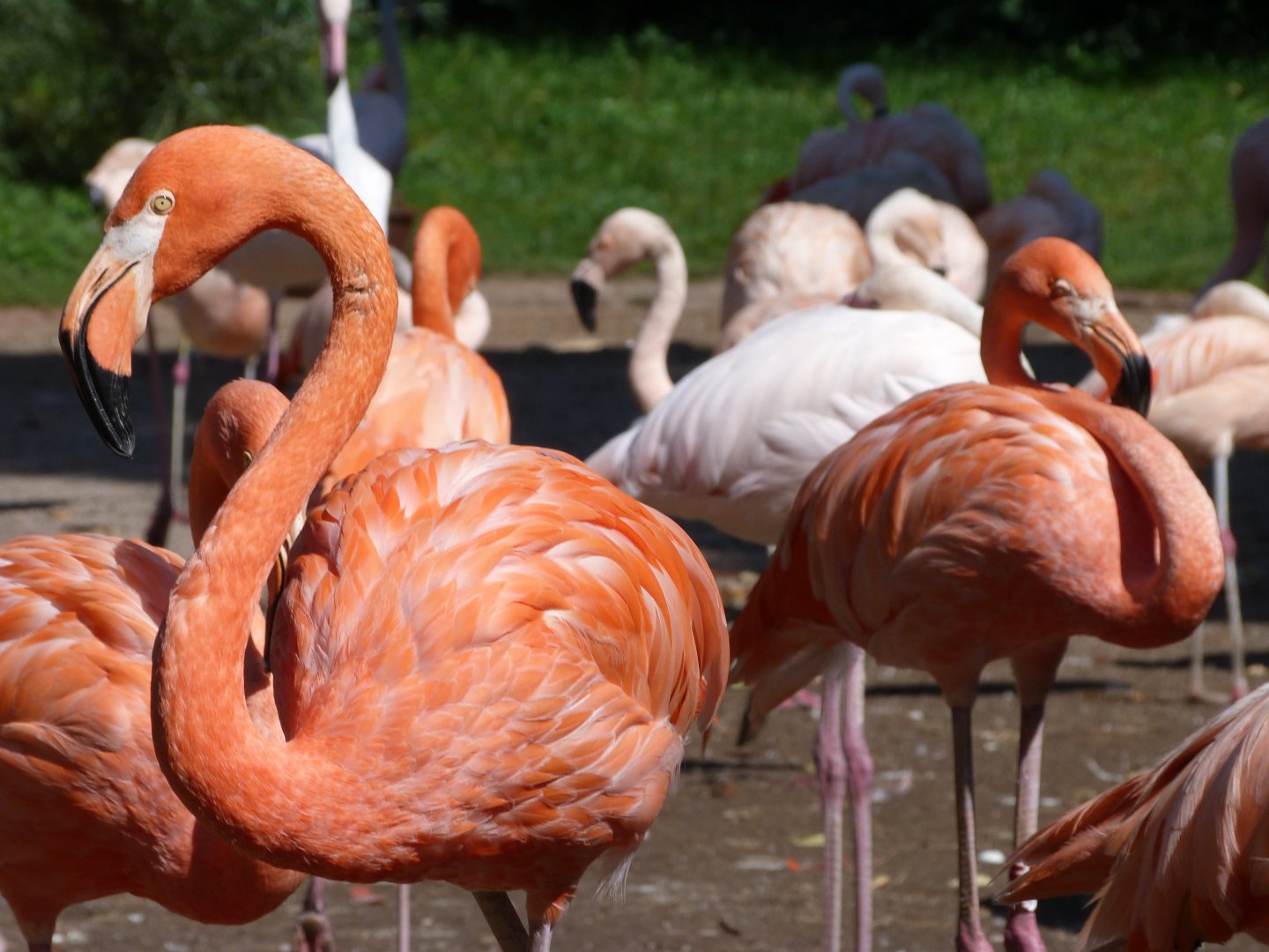 Caribbean flamingoes -Zoo Praha (2025)