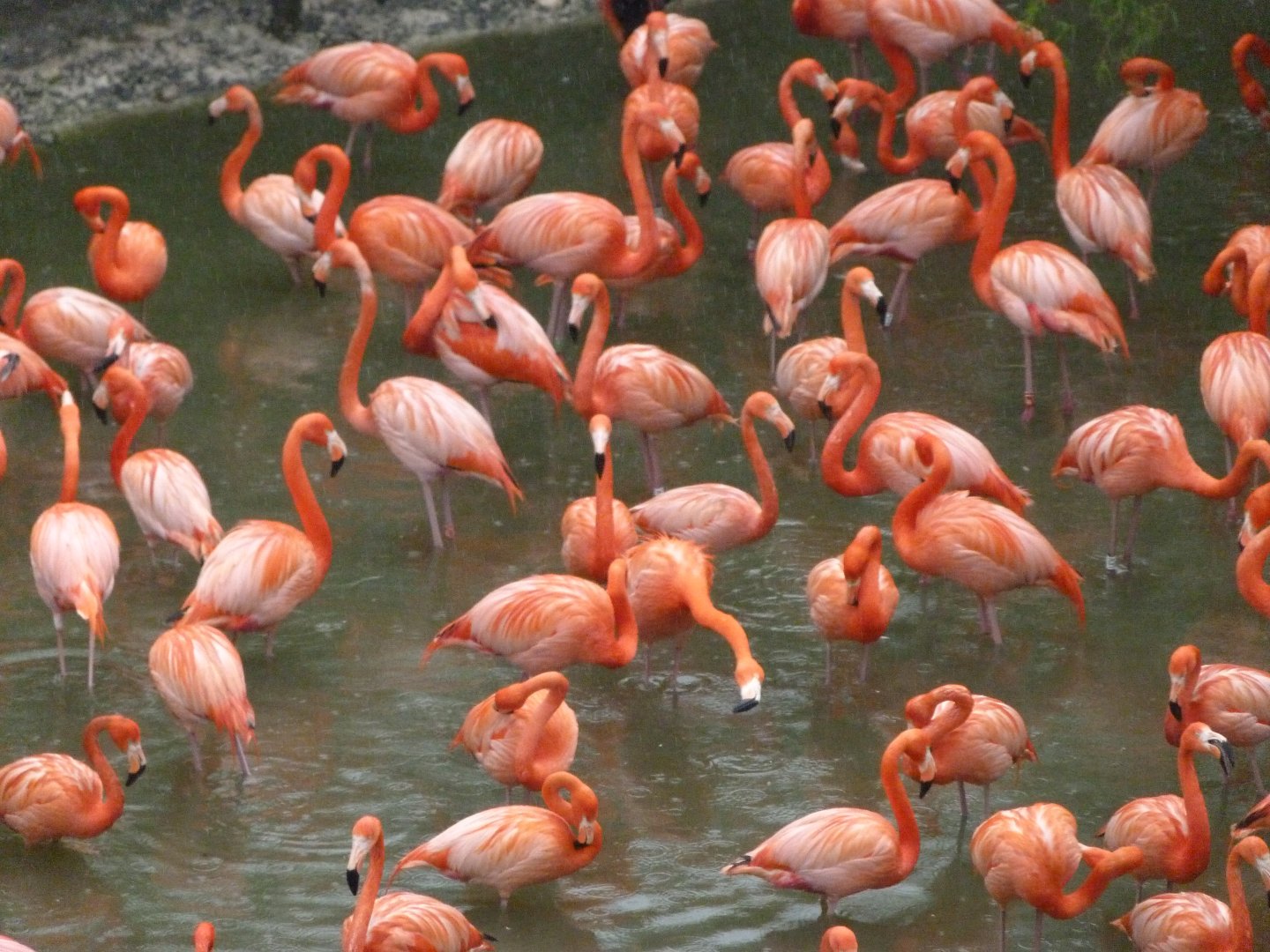 Caribbean flamingoes -ZooParc de Beauval (2025)