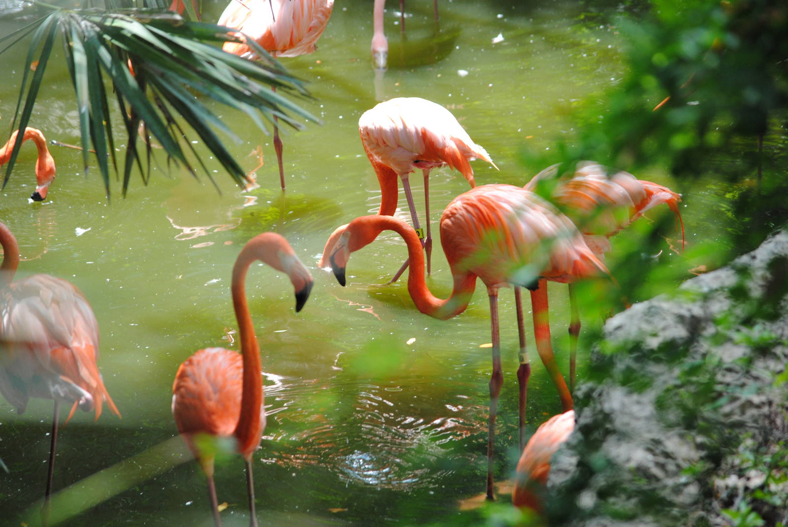 Caribbean Flamingoes