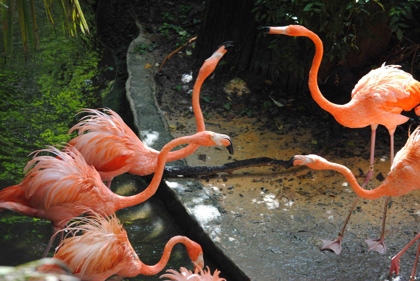 Caribbean Flamingoes