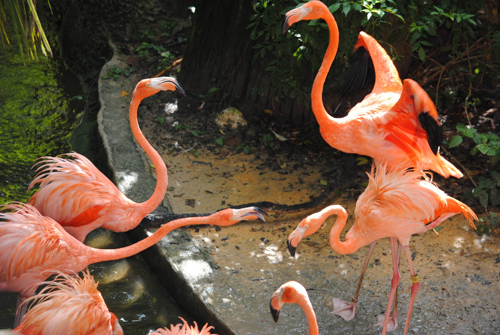 Caribbean Flamingoes