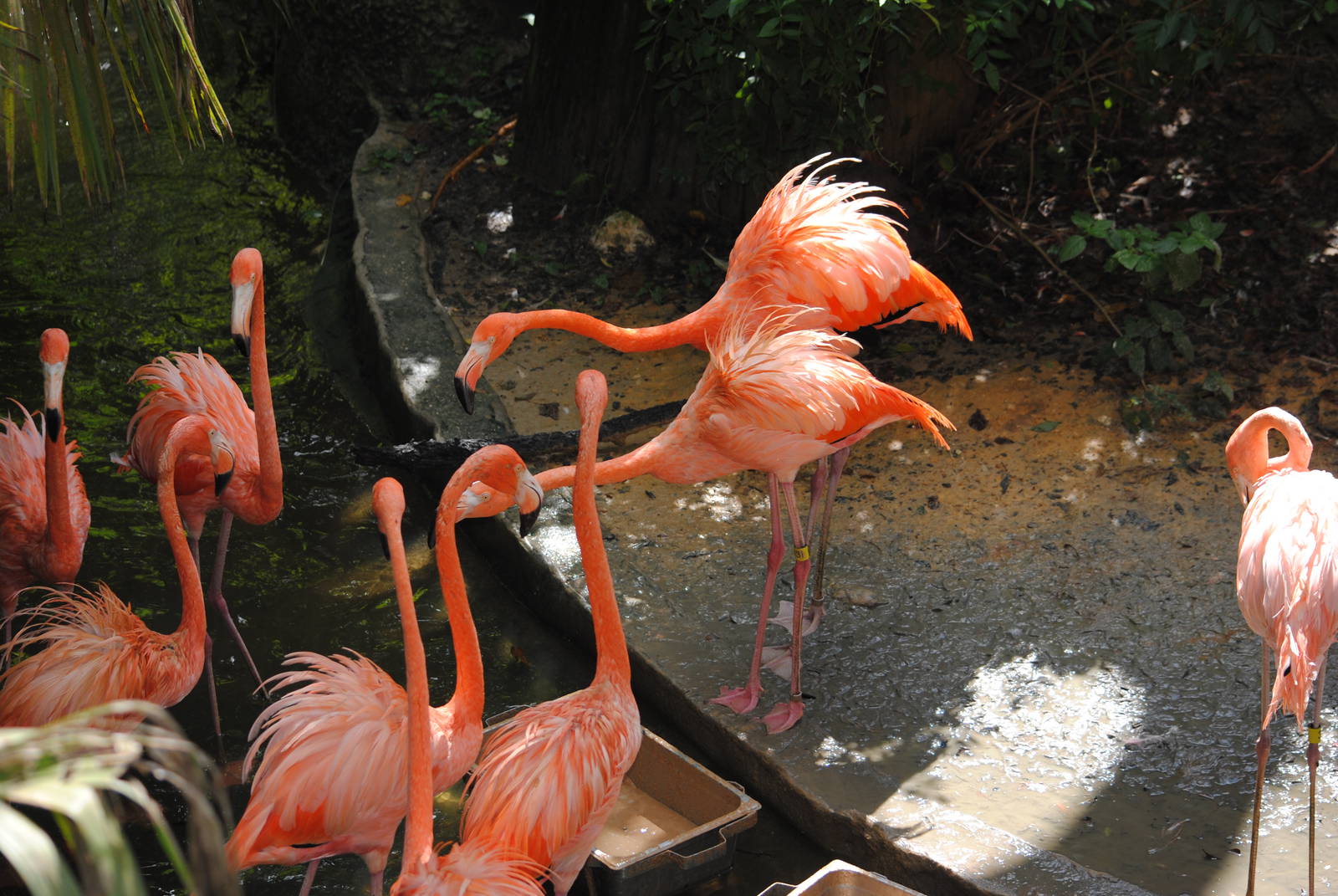 Caribbean Flamingoes