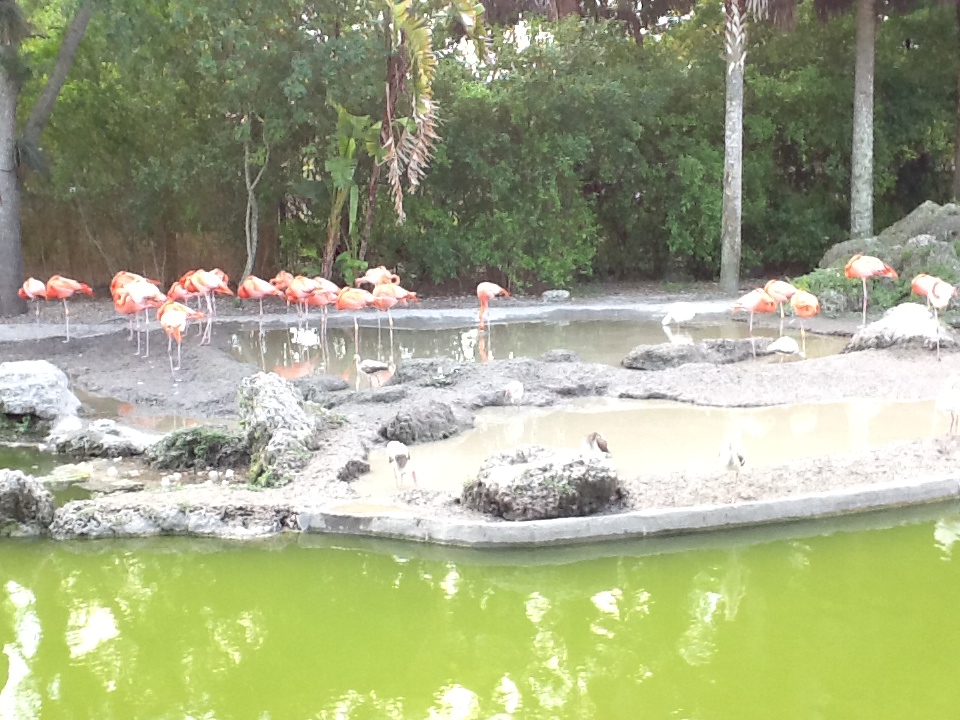 Caribbean Flamingoes