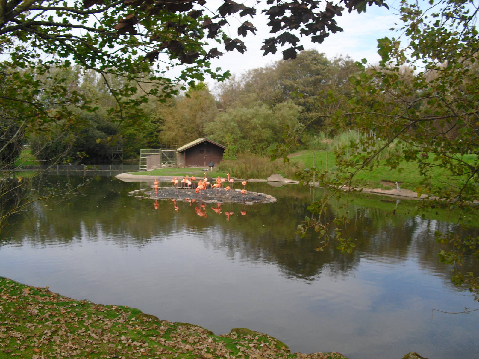 Caribbean Flamingos - 01/10/2011