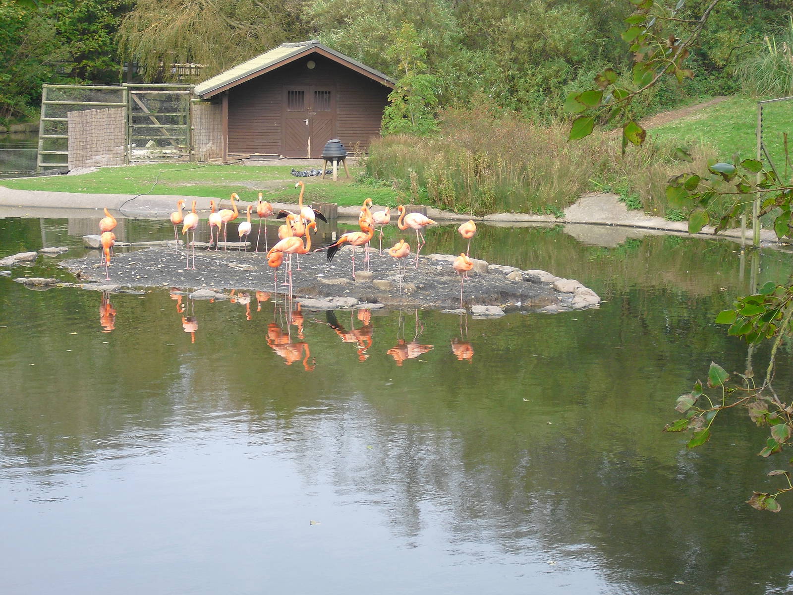 Caribbean Flamingos - 01/10/2011