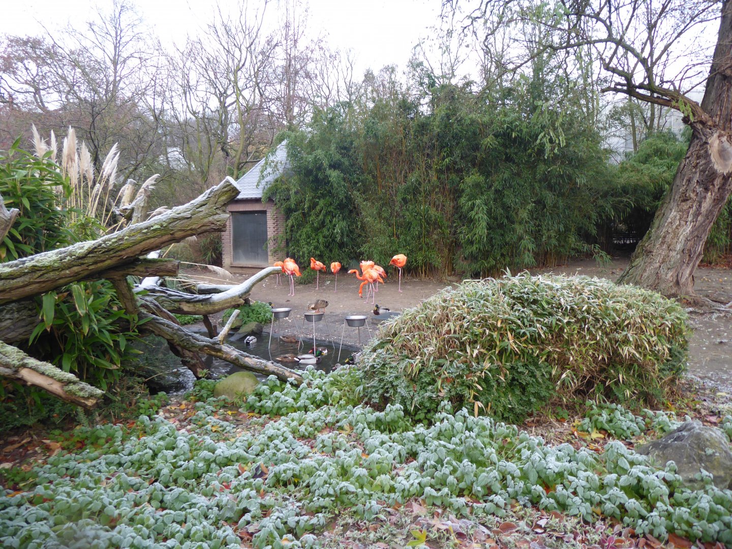 Caribbean flamingos 011219
