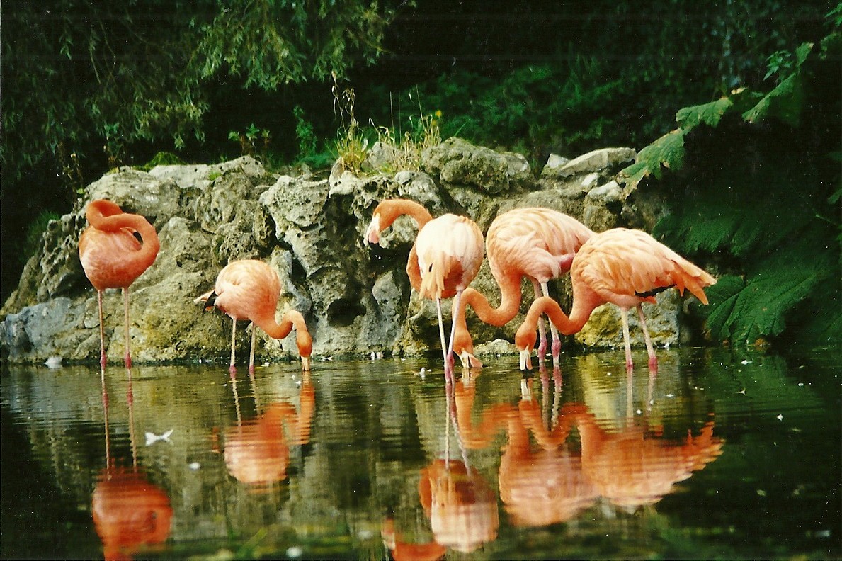 Caribbean Flamingos 21st October 1998