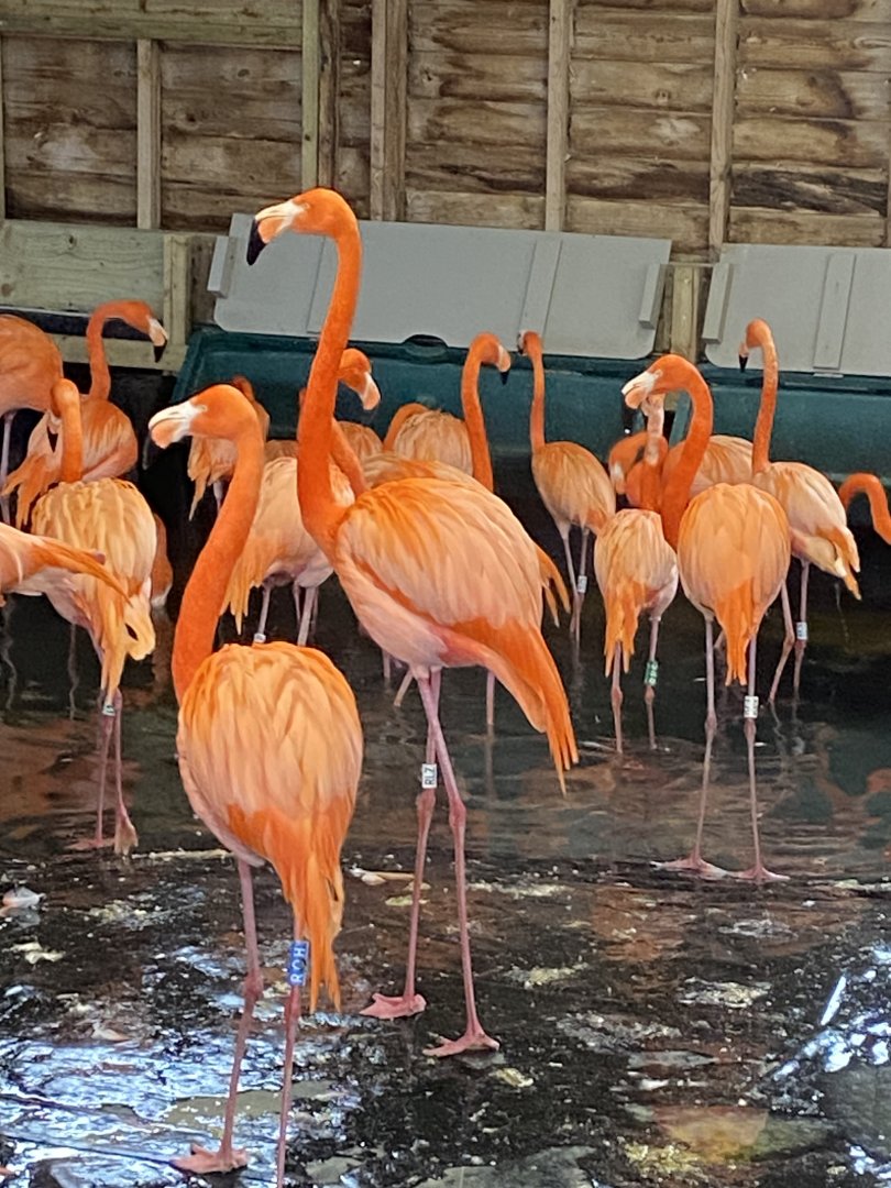 Caribbean Flamingos 290224