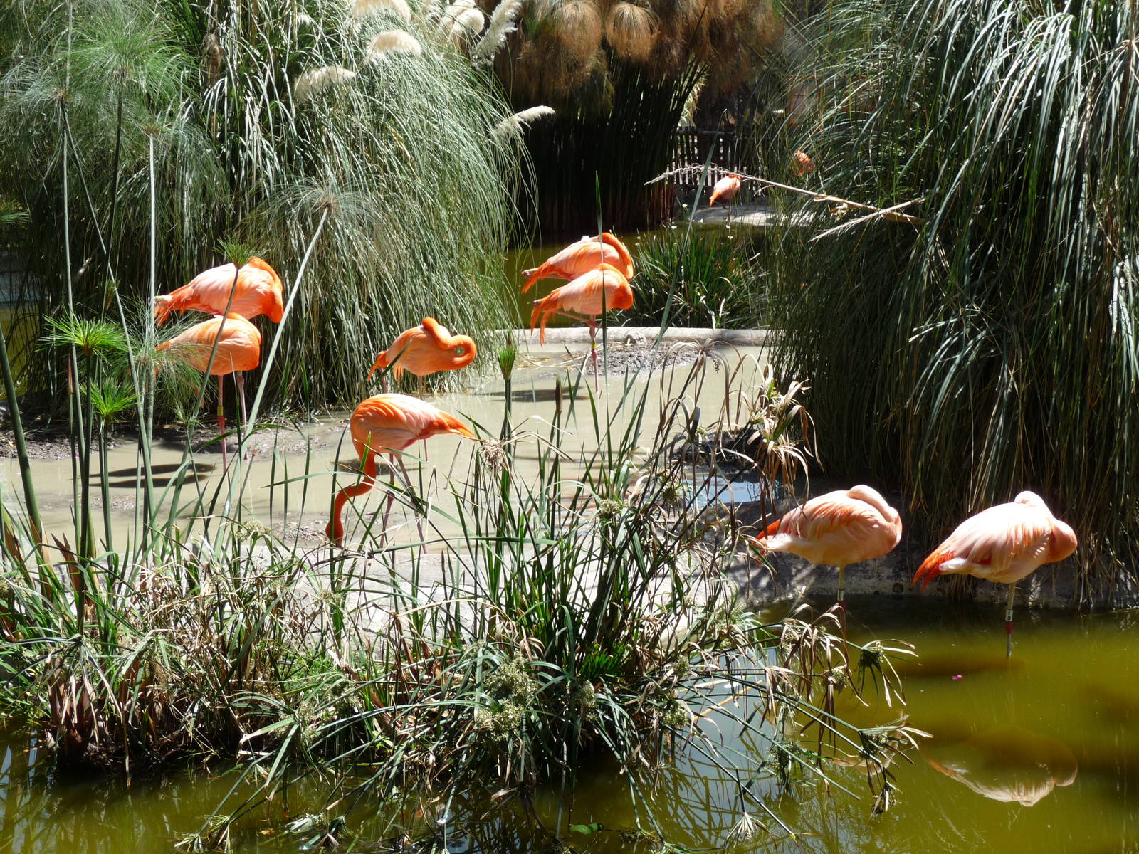 caribbean flamingos africam safari