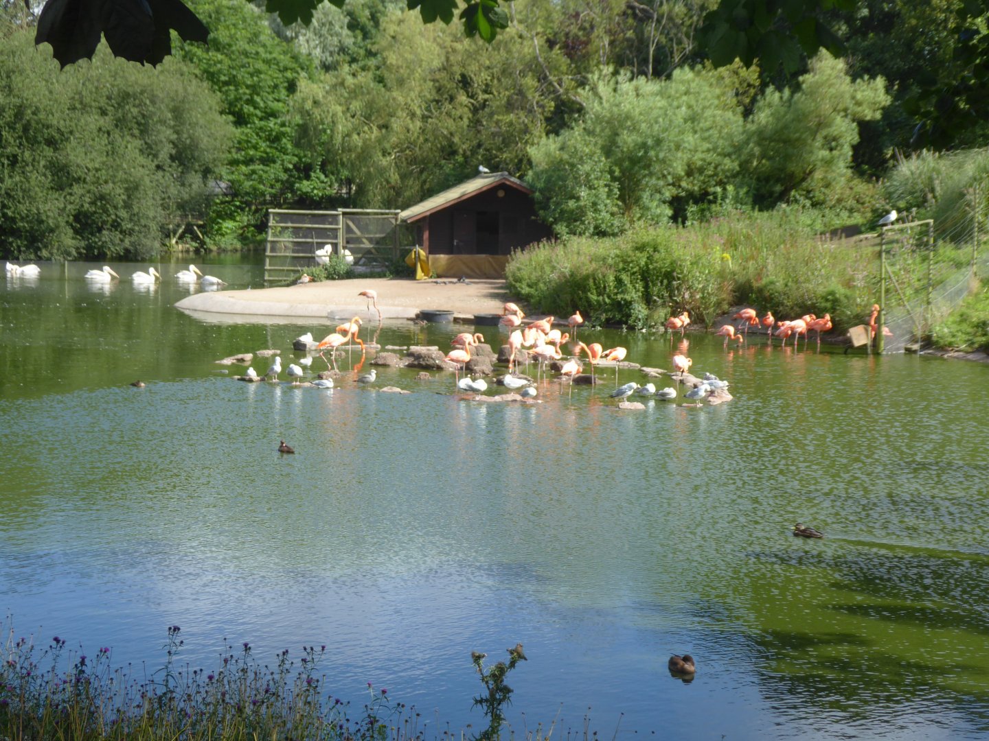 Caribbean flamingos and Great white pelicans 040817