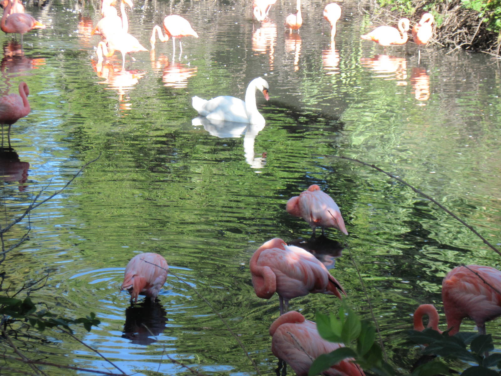 Caribbean Flamingos and Mute Swan
