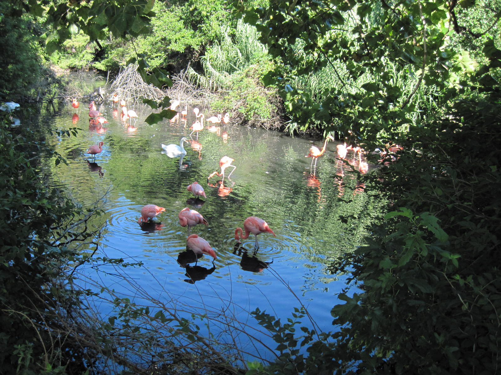 Caribbean Flamingos and Mute Swan