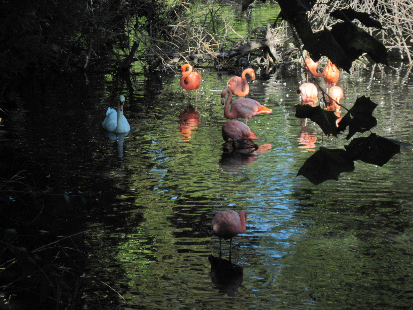 Caribbean Flamingos and Mute Swan