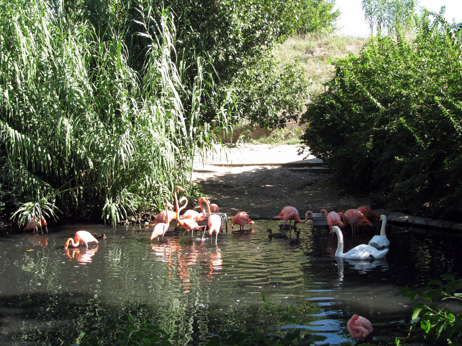 Caribbean Flamingos and Mute Swan