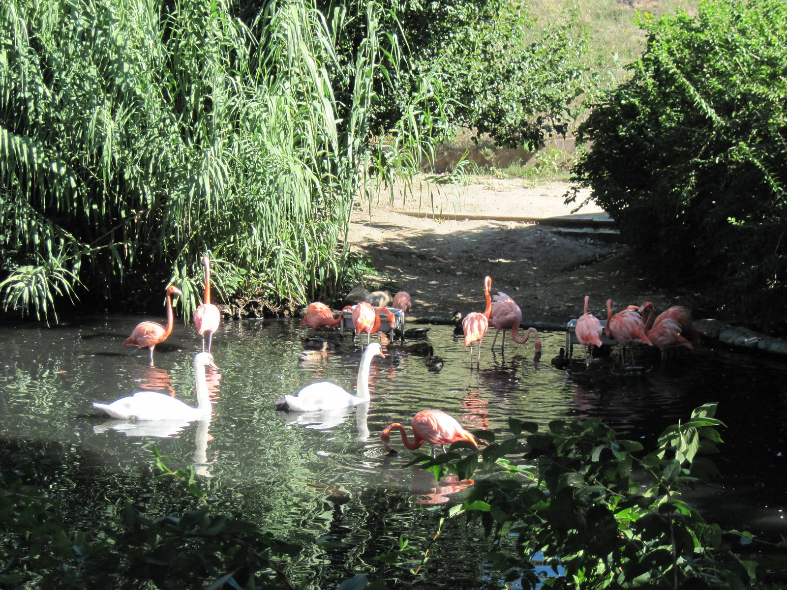 Caribbean Flamingos and Mute Swans