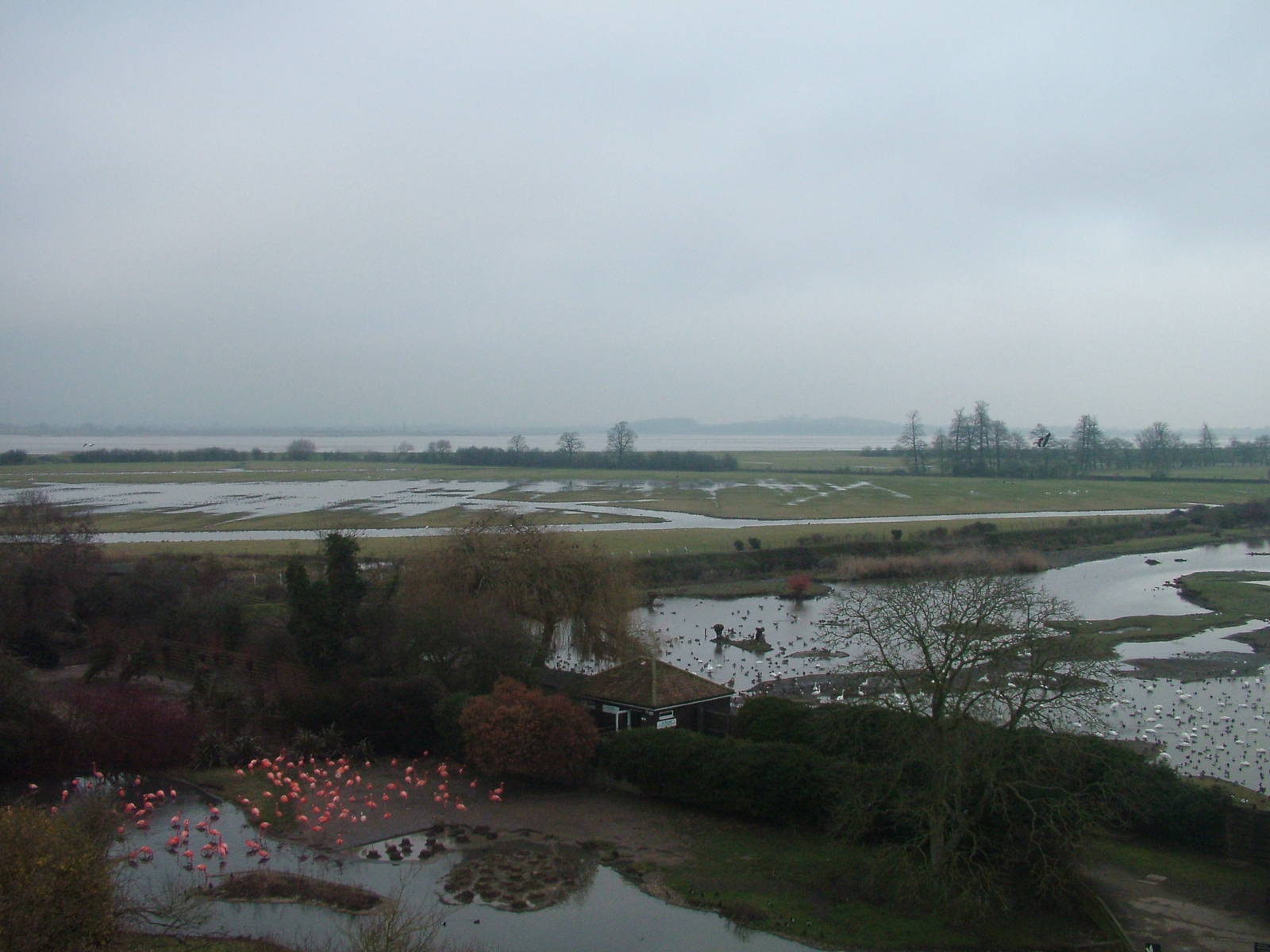 Caribbean Flamingos and reserve view at Slimbridge 06/02/10