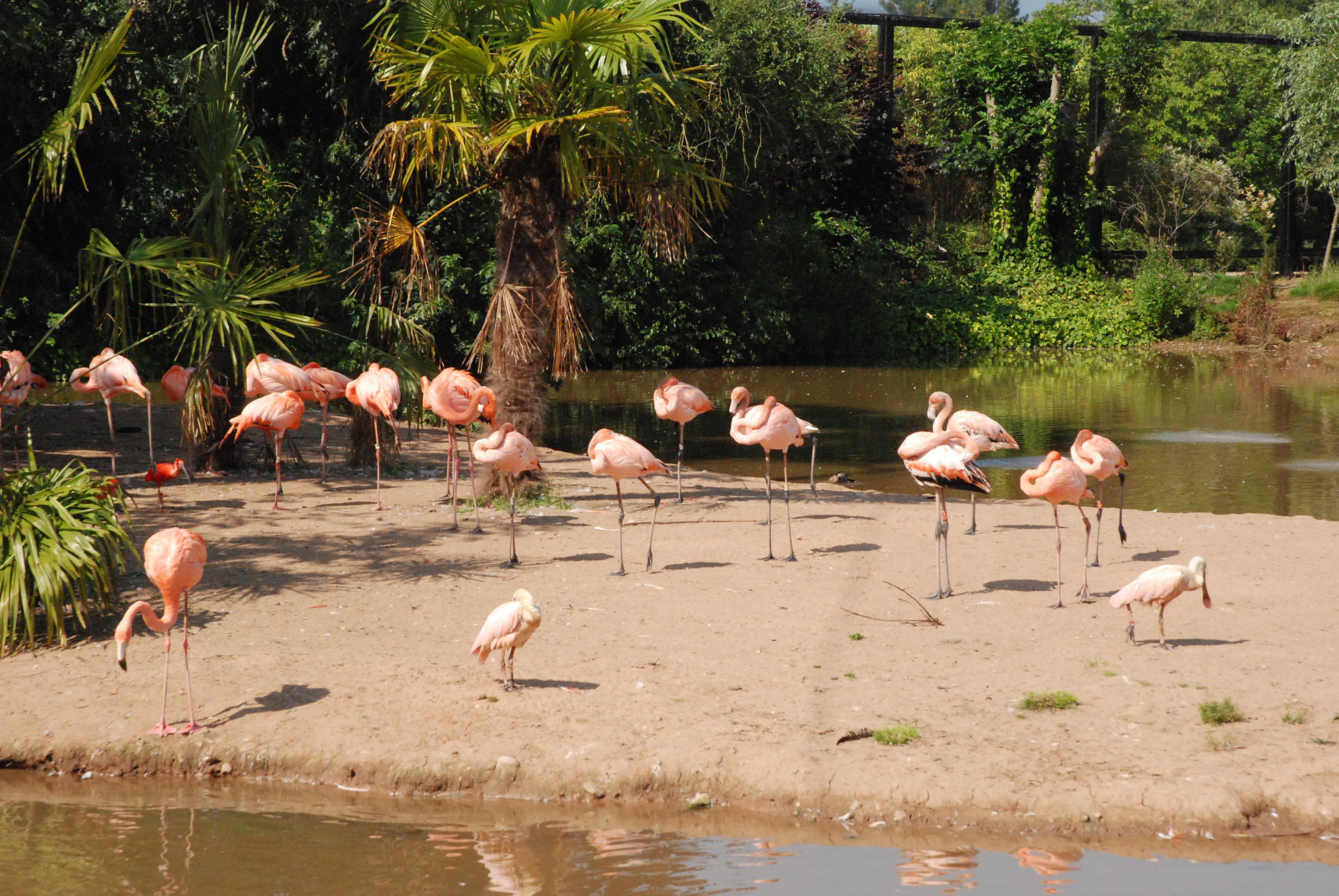 Caribbean Flamingos and Roseate Spoonbills at Chester, 20th July 2021