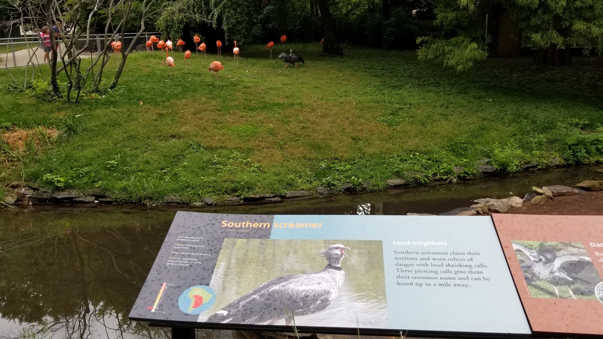 Caribbean Flamingos and Southern Screamers