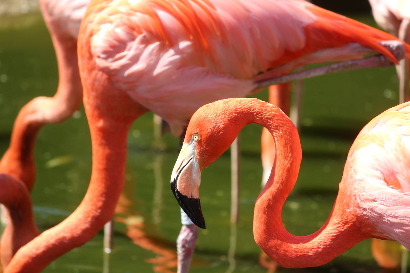 Caribbean flamingos, April 2015