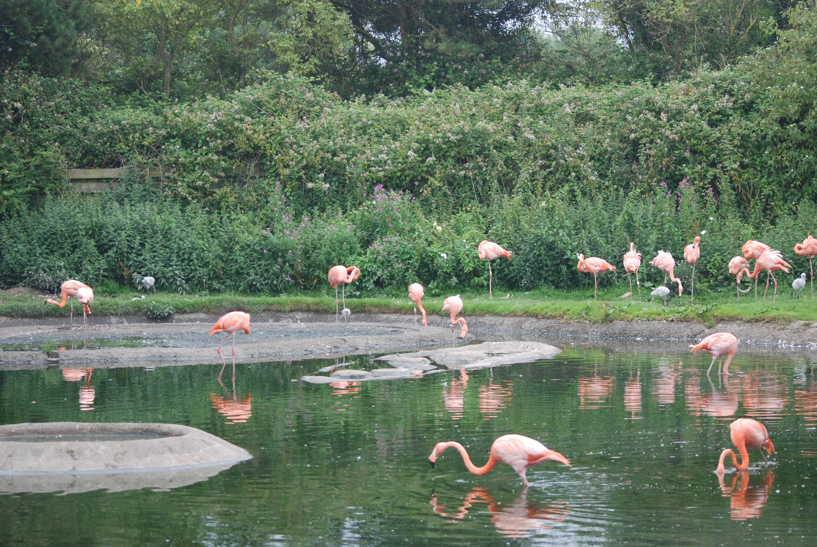 Caribbean Flamingos at Llanelli WWT, 31/07/11