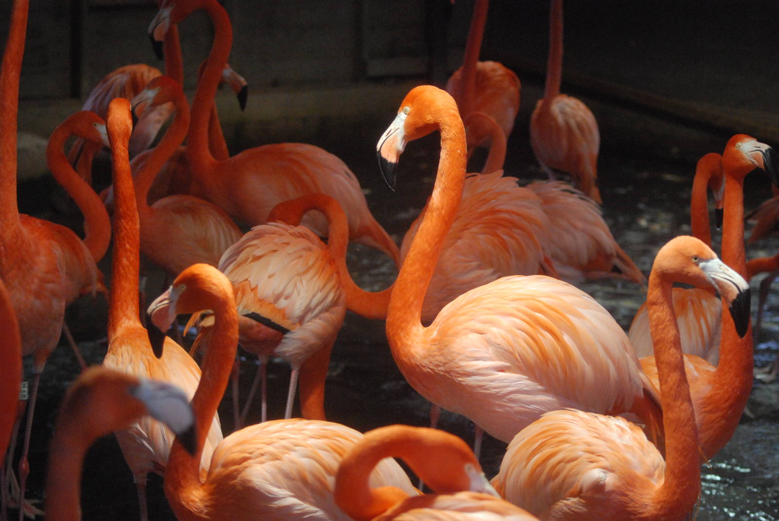 Caribbean Flamingos at Slimbridge, 06/02/12