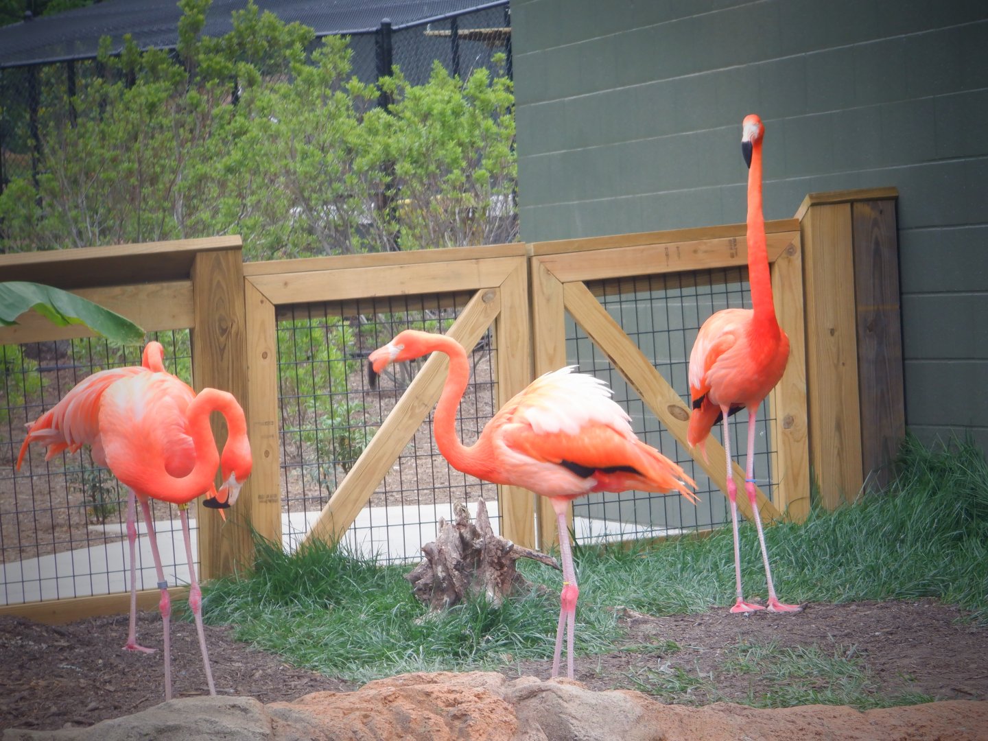 Caribbean Flamingos at the Greensboro Science Center