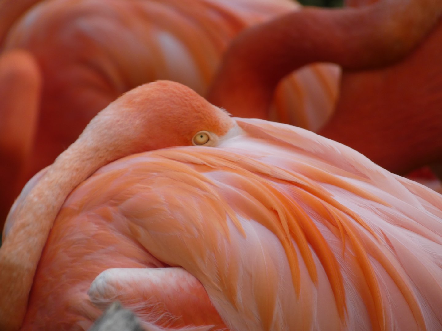 Caribbean Flamingos at the Greensboro Science Center