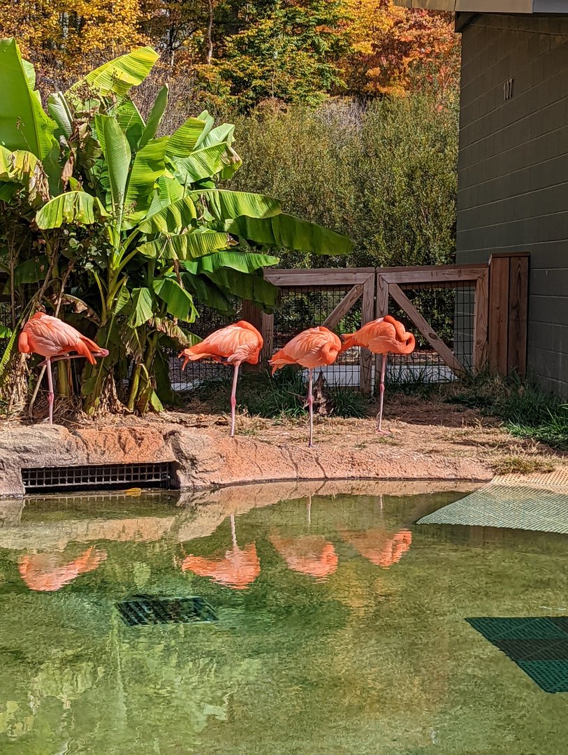 Caribbean Flamingos at the Greensboro Science Center