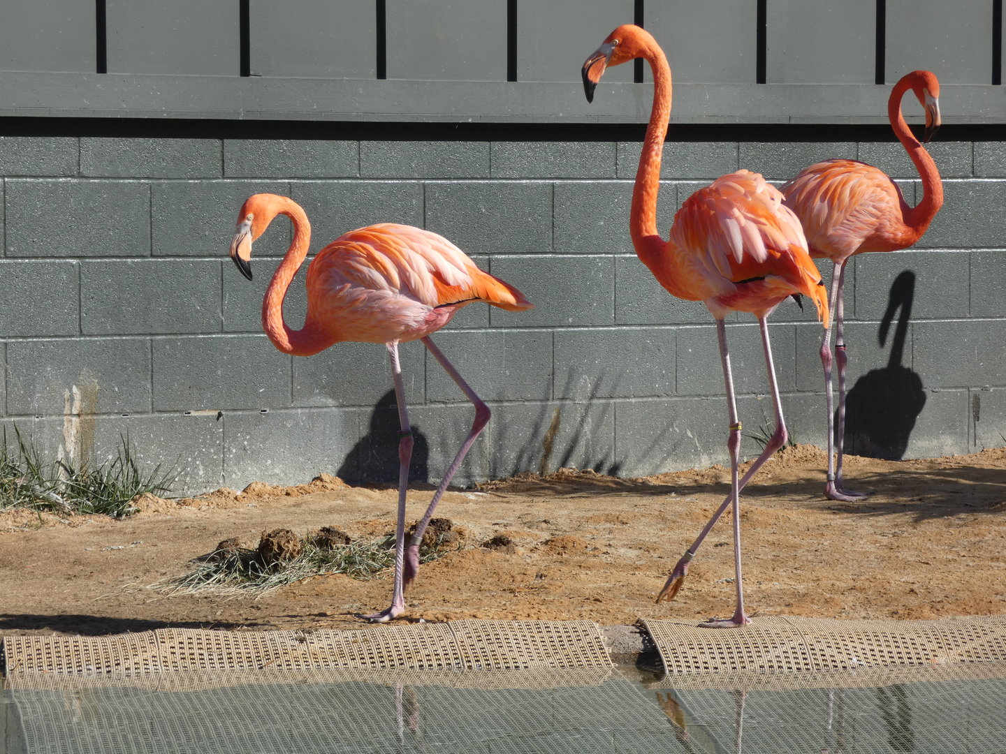 Caribbean Flamingos at the Greensboro Science Center